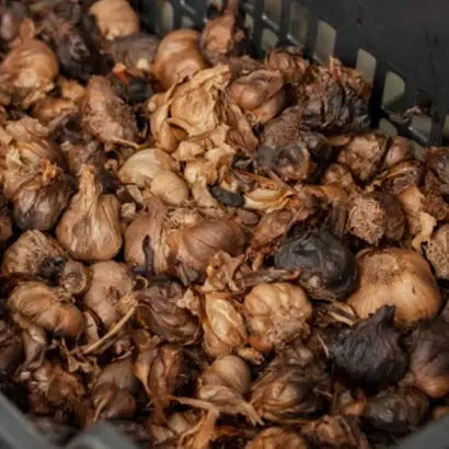 Burlap & Barrel Black Garlic