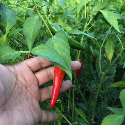 Burlap & Barrel - Kashmiri Chili