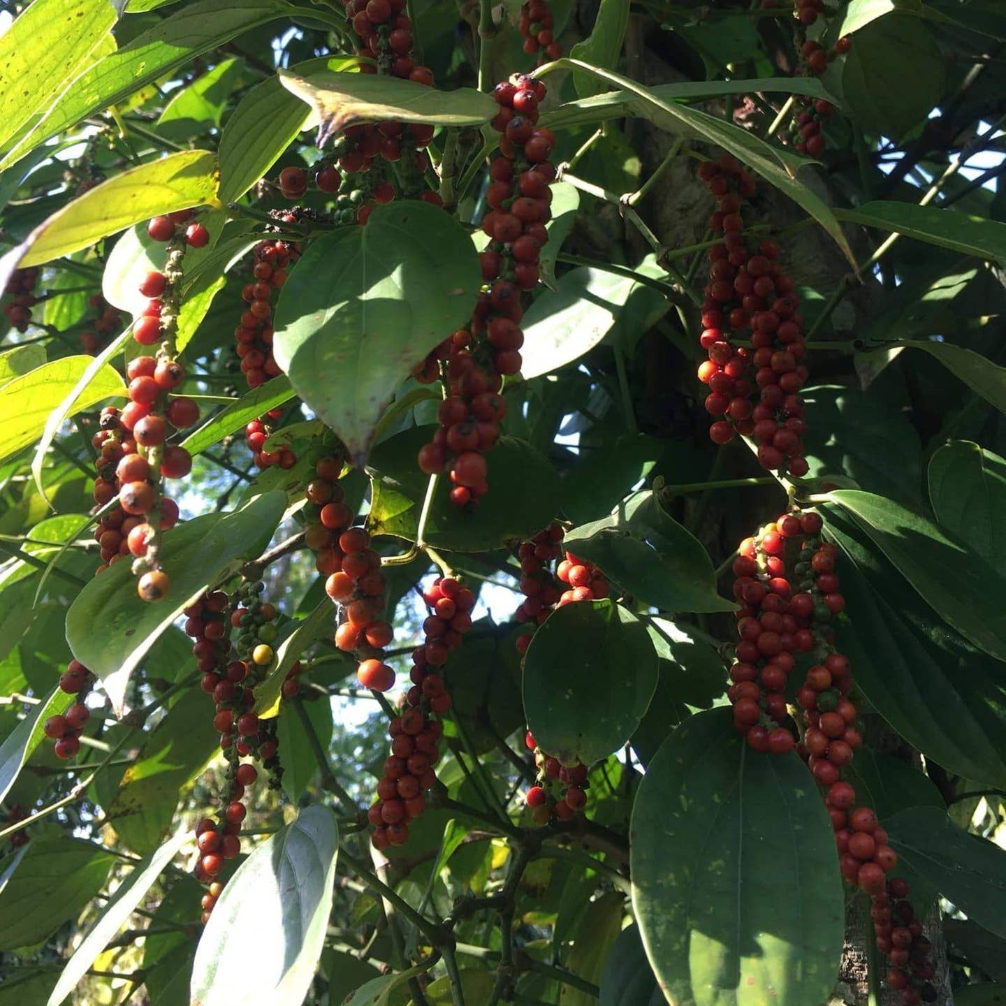 Burlap & Barrel Purple Peppercorns