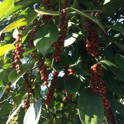Burlap & Barrel Purple Peppercorns