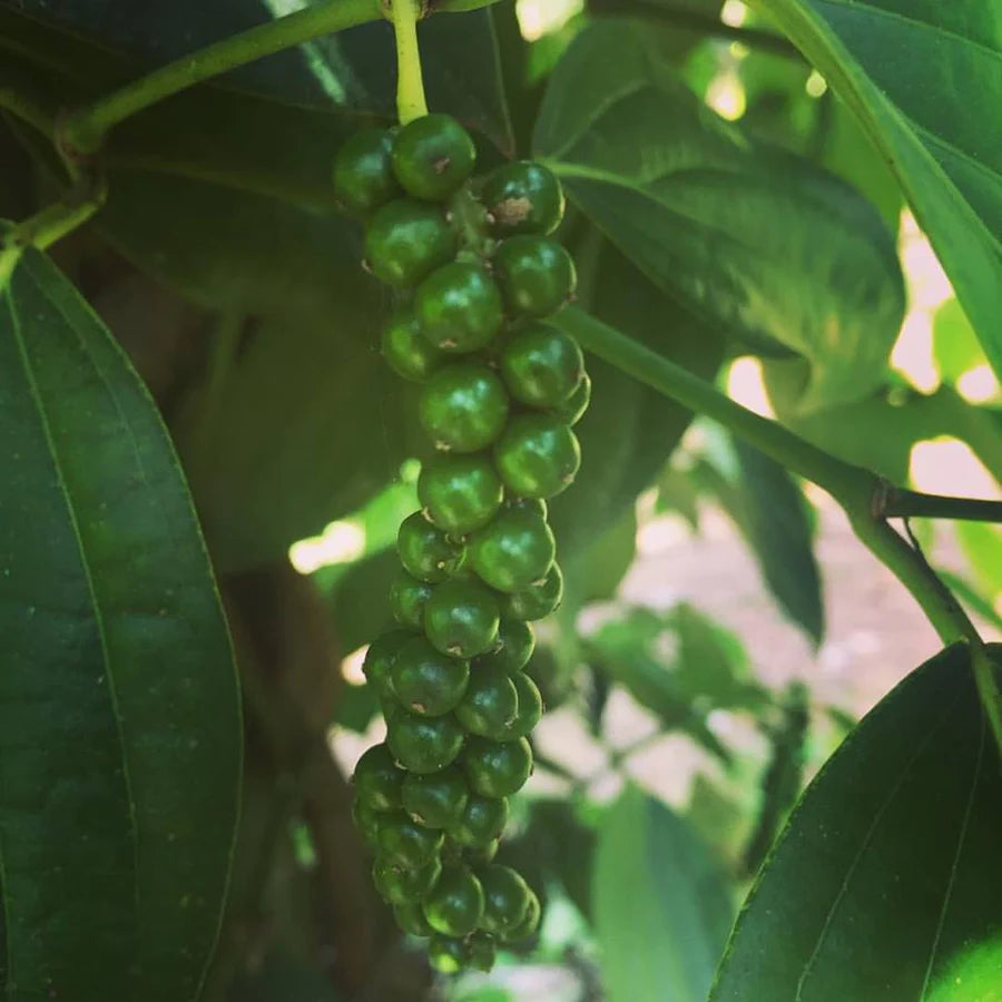 Zanzibar Black Peppercorns