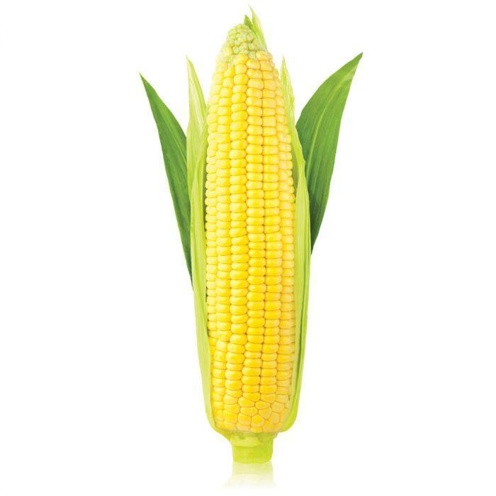 HIC Corn Brush