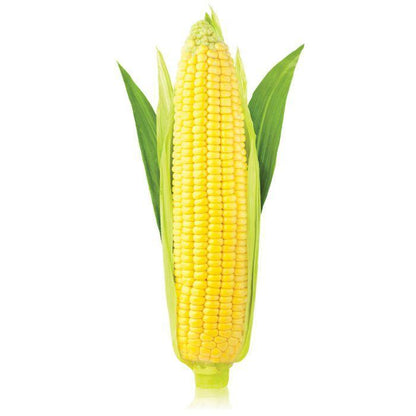 HIC Corn Brush