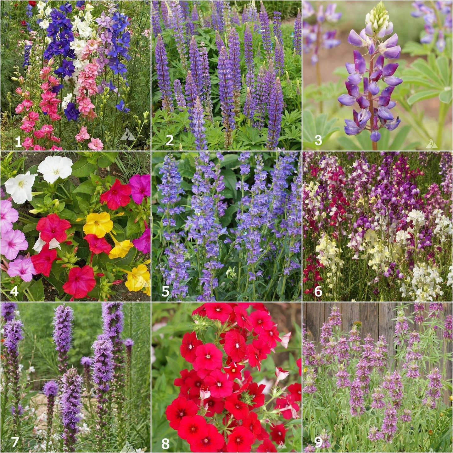 Garden Sprinkles: Hummingbird Mix
