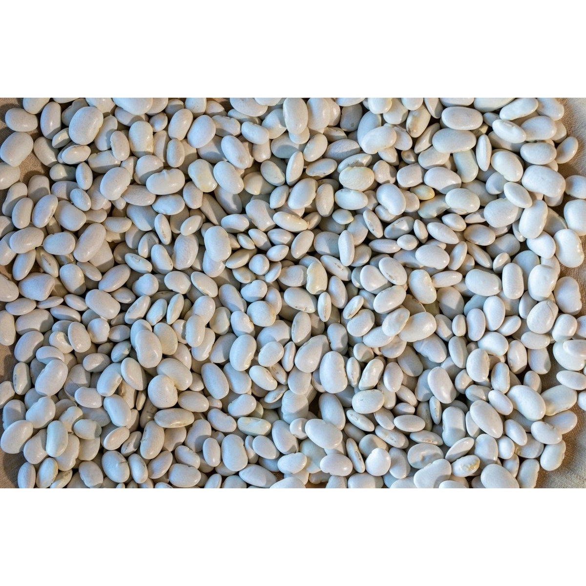 Rancho Gordo Ayocote Blanco Bean