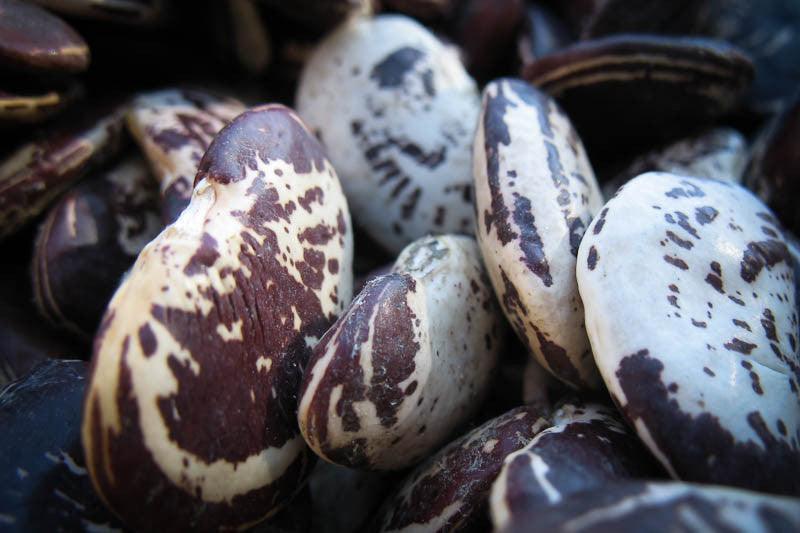 Rancho Gordo Christmas Lima Bean