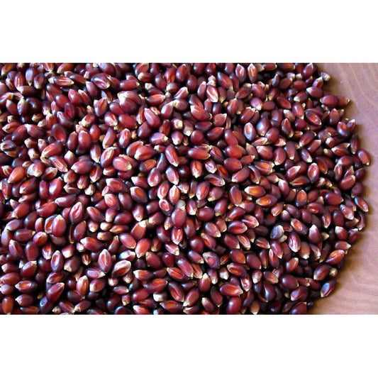 Rancho Gordo Crimson Popping Corn