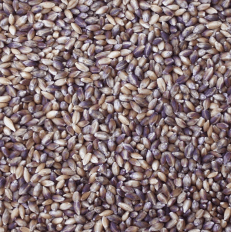 Timeless Foods Semi-Pearled Purple Prairie Barley, 16oz