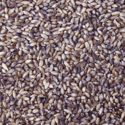 Timeless Foods Semi-Pearled Purple Prairie Barley, 16oz