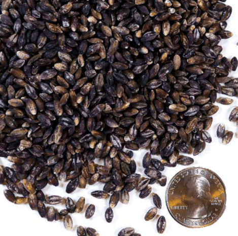 Timeless Foods Semi-Pearled Purple Prairie Barley, 16oz