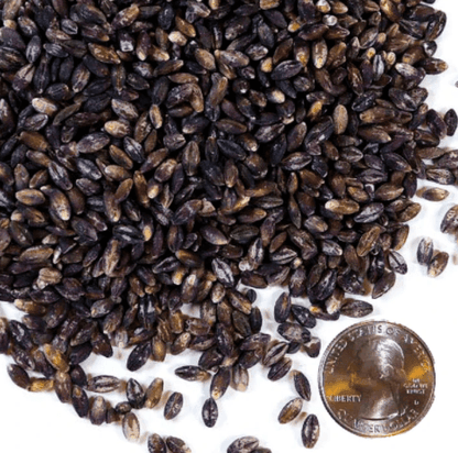 Timeless Foods Semi-Pearled Purple Prairie Barley, 16oz